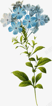 手绘淡雅蓝色花朵植物素材