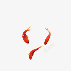 红色的小鱼金鱼高清图片