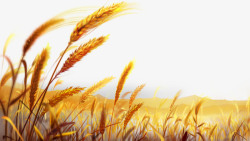 收获的麦子唯美金色麦田高清图片