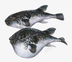 2条新鲜河豚鱼素材