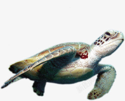 卡通海龟动物素材