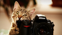 一只小猫咬着照相机素材