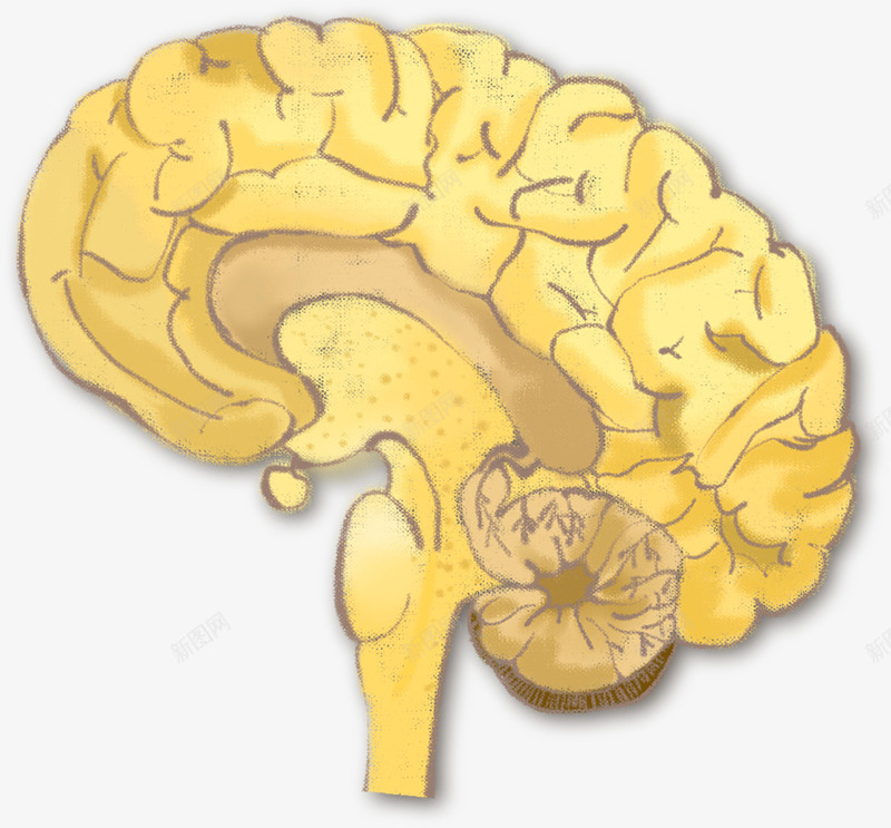 大脑手绘png免抠素材_新图网 https://ixintu.com 人体器官 大脑 思维 思考 手绘 插画 生物 结构