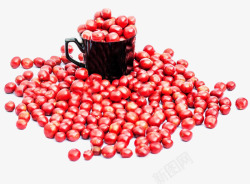 红色咖啡树豆子素材