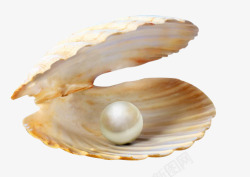 白色贝壳珍珠贝壳高清图片
