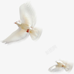 和平的象征城市文明创建高飞的白鸽高清图片