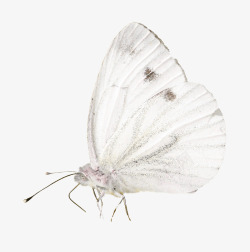 白色的装饰品蝴蝶高清图片