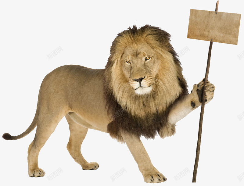 狮子拿着公告牌路牌png免抠素材_新图网 https://ixintu.com 公告牌 拿着 狮子 路牌