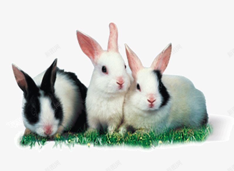 兔子宠物实物动物png免抠素材_新图网 https://ixintu.com 兔子 养殖 动物实物 可爱兔子 吃草 宠物 小动物