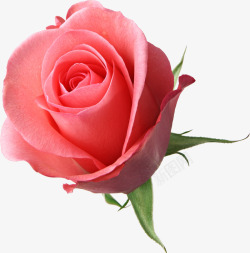 粉色玫瑰创意三联画素材