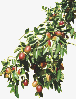 和田新疆大枣红枣树木高清图片