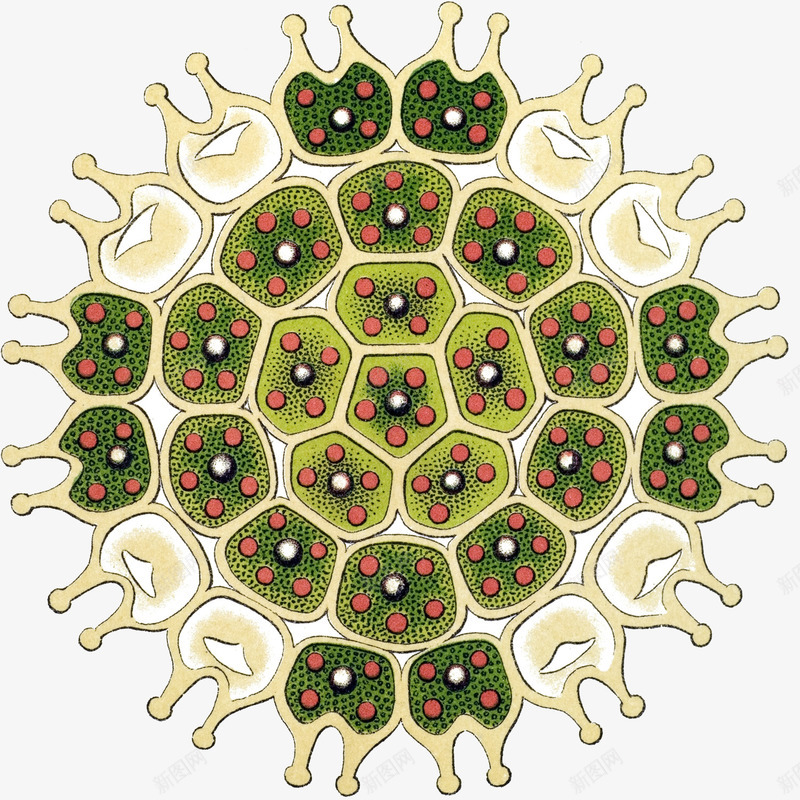 藻类细胞特写插画png免抠素材_新图网 https://ixintu.com 20世纪20年代 历史插画 生物 生物学 藻类 藻类细胞特写插画