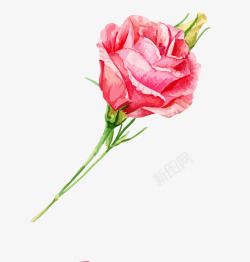 手绘清新一枝玫瑰花素材