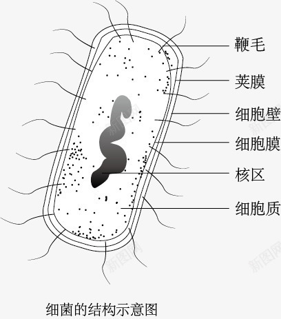 细菌结构示意图png免抠素材_新图网 https://ixintu.com 手绘 生物教学 示意图 细胞结构 细菌结构