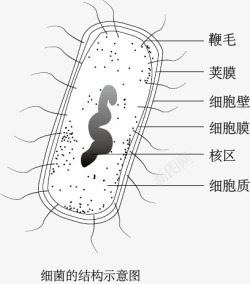 细菌结构示意图素材