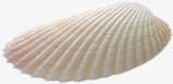 摄影白色的贝壳效果png免抠素材_新图网 https://ixintu.com 摄影 效果 白色 贝壳