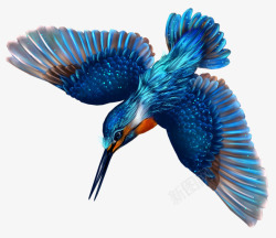 颜色鲜艳的桑葚蓝色的蜂鸟高清图片