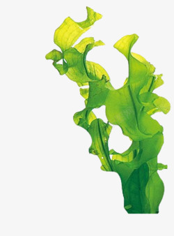 矢量藻类卡通绿叶装饰手绘文艺小清新海藻高清图片