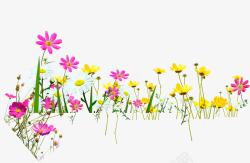 彩色春季花朵植物素材