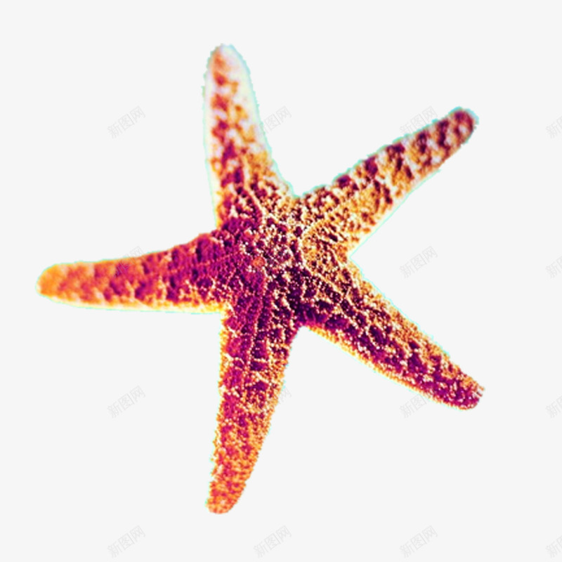 海洋装饰红色海星png免抠素材_新图网 https://ixintu.com 夏天海洋元素 海底世界 海星 海洋 海洋装饰 装饰