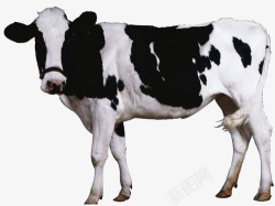 斑点的奶牛黑白斑点奶牛高清图片