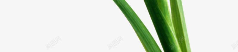 紫色鸢尾草系列png免抠素材_新图网 https://ixintu.com 免抠植物 小清新 水生植物 淡雅 紫色系 鸢尾草