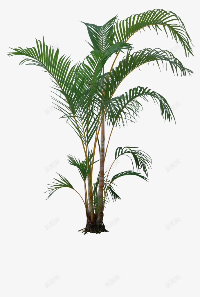 一颗椰树png免抠素材_新图网 https://ixintu.com png 植物 椰树 热带 素材