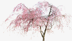 铅笔画花朵笔刷桃树高清图片