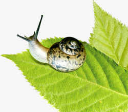 清新春季植物蜗牛素材