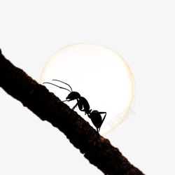 夜下的蚂蚁素材