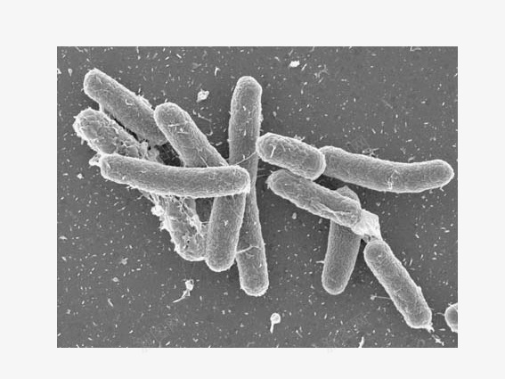 沙门氏菌png免抠素材_新图网 https://ixintu.com 微生物 显微镜下实物 沙门氏菌