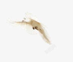 飞向天空飞翔的白孔雀高清图片