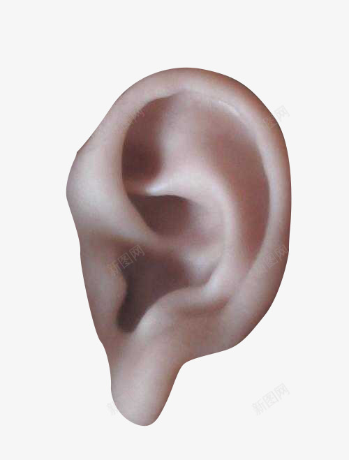 一只耳朵png免抠素材_新图网 https://ixintu.com 人体 右耳 听觉 器官 耳鼻喉