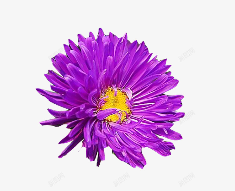 紫色墨菊png免抠素材_新图网 https://ixintu.com 墨菊 植物 紫色花 花卉 花朵 菊花