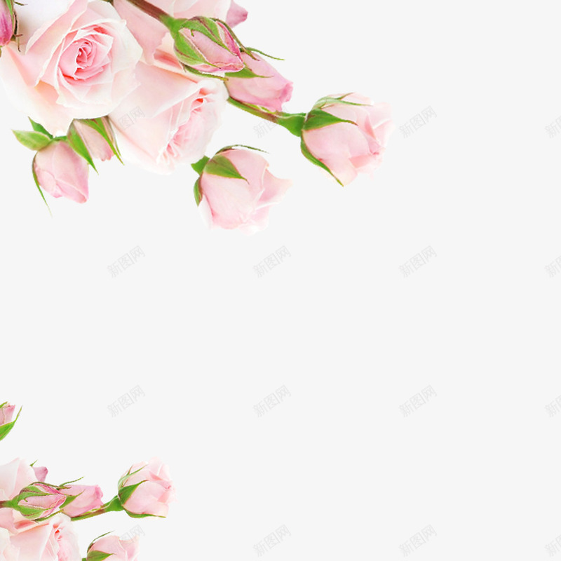 粉色玫瑰花psd免抠素材_新图网 https://ixintu.com 唯美 玫瑰花 粉色 粉色玫瑰花 花朵 鲜花 鲜花唯美