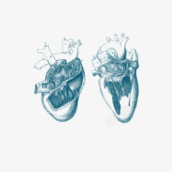 医疗剖面手绘心脏血管高清图片