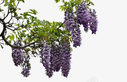 紫色红梅树枝一簇簇紫藤花高清图片