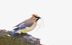 春天写生筑巢的鸟儿高清图片