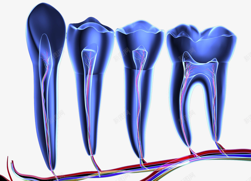 牙齿神经透视图png免抠素材_新图网 https://ixintu.com 人体结构 医疗插图 牙疼 牙齿神经 透视图