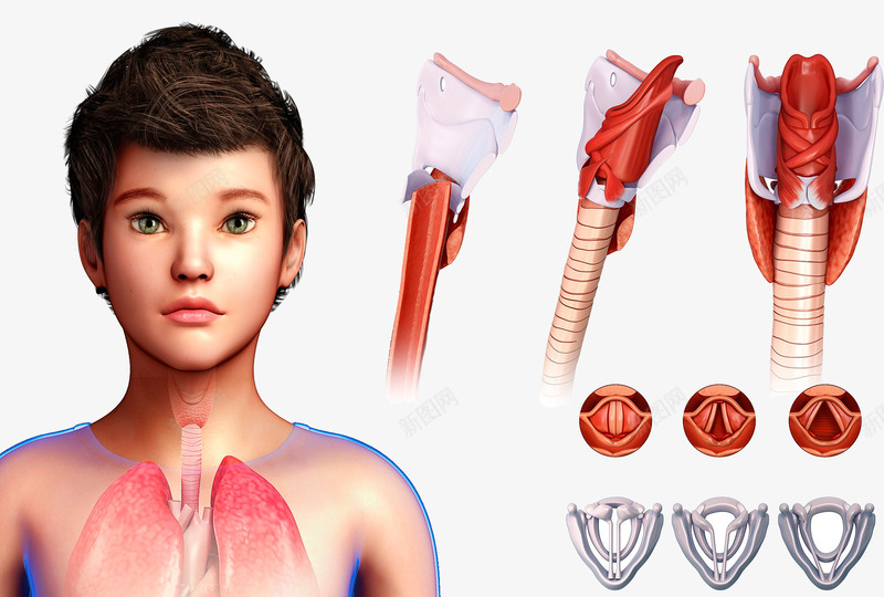 儿童呼吸系统插图psd免抠素材_新图网 https://ixintu.com 儿童 呼吸系统 气管 甲状腺 肺部