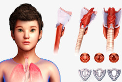 甲状腺儿童呼吸系统插图高清图片