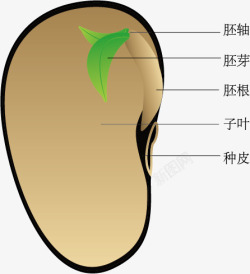 大豆种子剖面素材