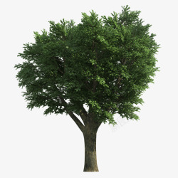 茂盛茂盛的大树绿色树冠高清图片