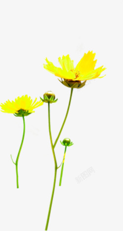 手绘黄色清新春季花朵素材