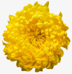 黄色玻璃背景图案图片菊花正面高清图片
