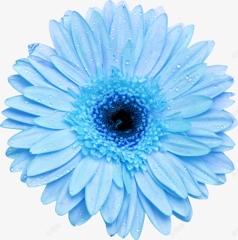 花卉png免抠素材_新图网 https://ixintu.com 植物 花 花朵 菊花图案 蓝色花朵 蓝菊花 鲜花