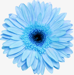 蓝色透明底案花卉高清图片