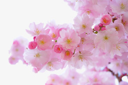 一大片一大片樱花树高清图片