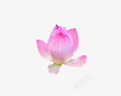 浮水植物粉红色纯洁的一朵水芙蓉实物高清图片