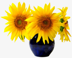 花瓶向日葵蓝色花瓶里的向日葵透明高清图片